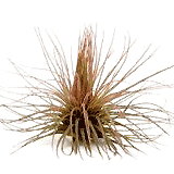 Tillandsia Magnusiana